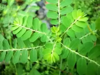 10 manfaat daun kelor