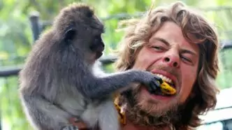 Ilustrasi hutan monyet ubud