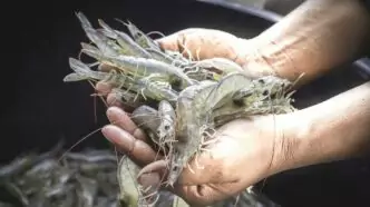 Udang vanamee asal brebes terimbas isu paparan radioaktif
