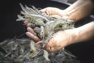 Petambak Udang Vaname Brebes Mengeluh Harga Anjlok, Imbas Penolakan Ekspor ke AS karena Isu Paparan Radioaktif Udang vanamee asal brebes terimbas isu paparan radioaktif