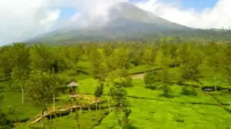 Wisata teh tambi wonosobo