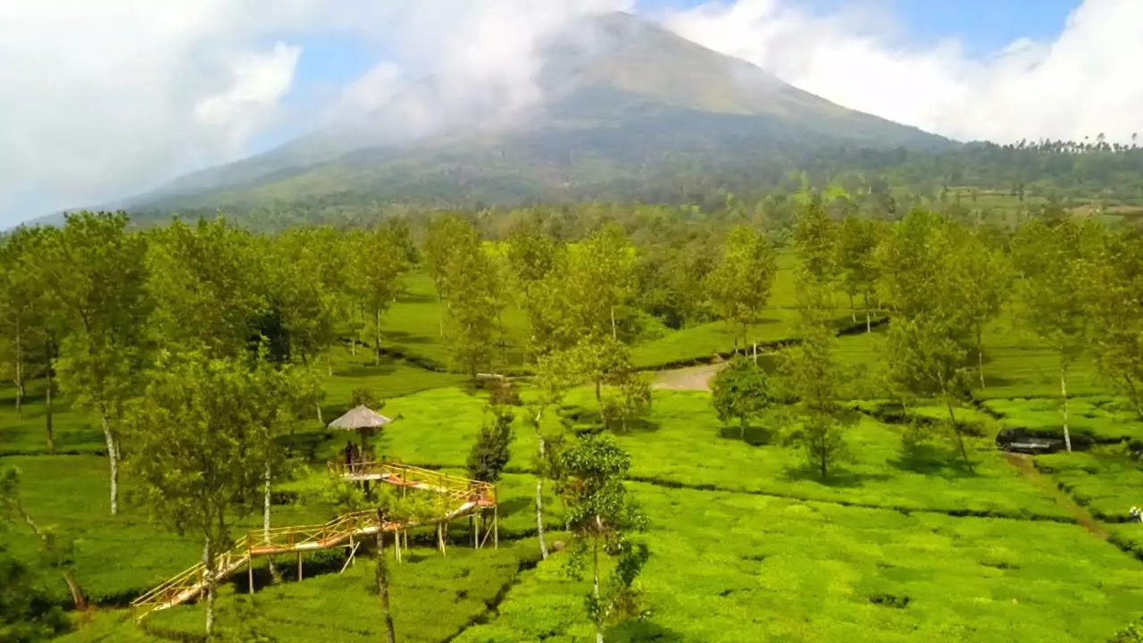 Agrowisata Kebun Teh Tambi Wonosobo Masuk 60 Besar Destinasi Terbaik di Indonesia Versi Kemenparekraf Wisata teh tambi wonosobo