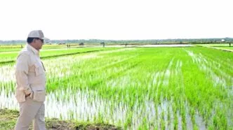 Harga Pupuk Subsidi Resmi Turun 20 Persen, Pemerintah Lakukan Terobosan Bersejarah Tanpa Tambahan Anggaran Harga pupuk bersubsidi dipangkas pemerintah klaim efisiensi dan dukungan penuh untuk petani
