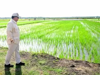 Harga pupuk bersubsidi dipangkas pemerintah klaim efisiensi dan dukungan penuh untuk petani