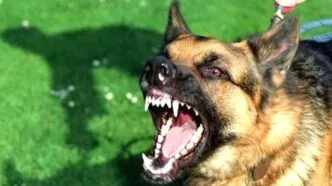 Mengerikan, 17 warga di manggarai timur konsumsi daging anjing positif rabies