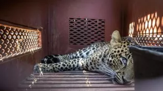 Evakuasi macan tutul masuk hotel anugerah di bandung