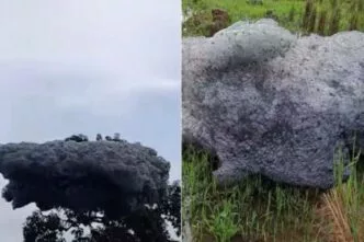 Fenomena busa hitam beterbangan di subang