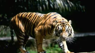 Harimau sumatera 1