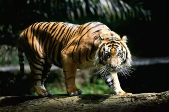 Harimau sumatera 1