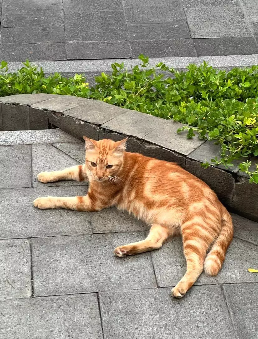 Kucing oren viral depan fx sudirman jakarta