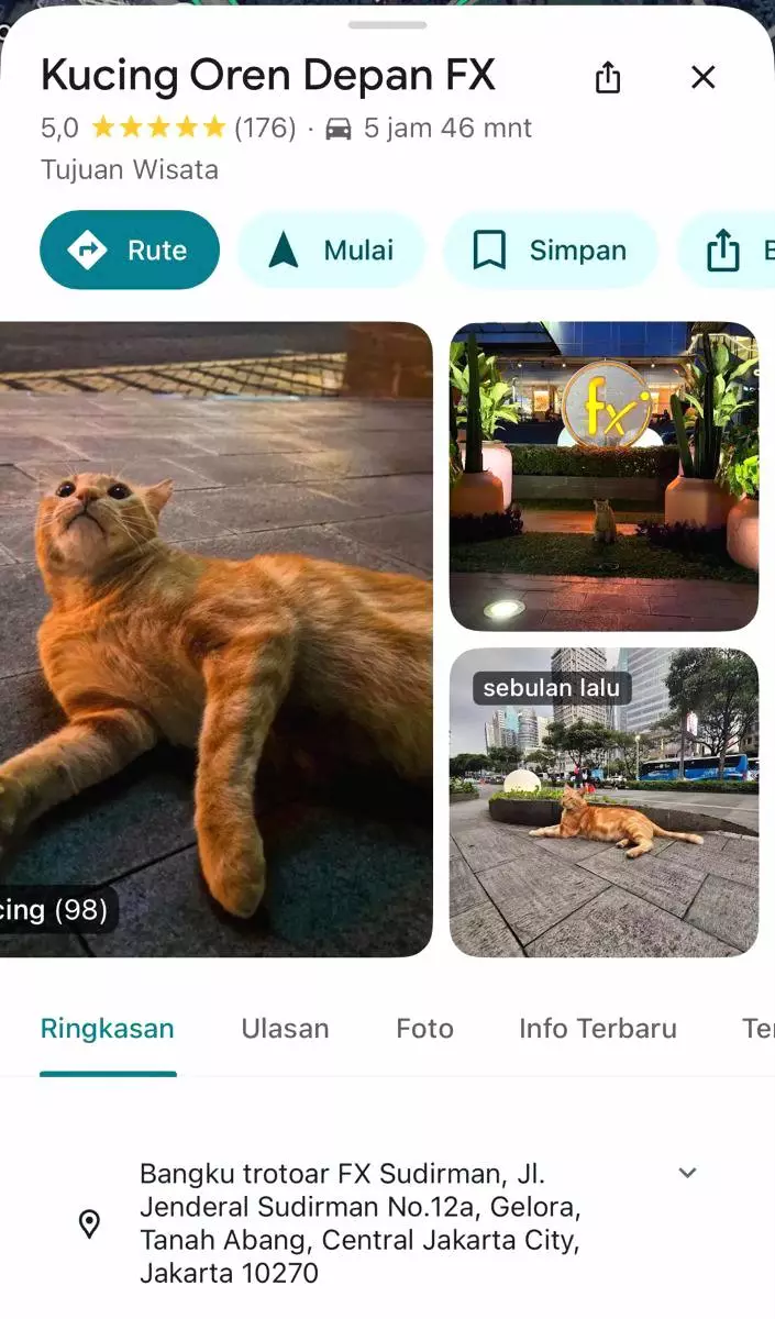 Lokasi google review kucing oren depan fx