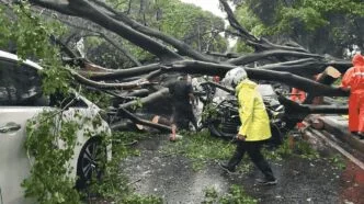 Pohon tumbang di jakarta