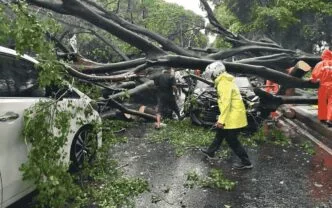 Pohon tumbang di jakarta