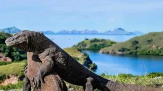 Taman nasional pulau komodo