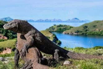 Taman nasional pulau komodo