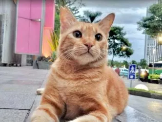 Viral kucing oren depan fx