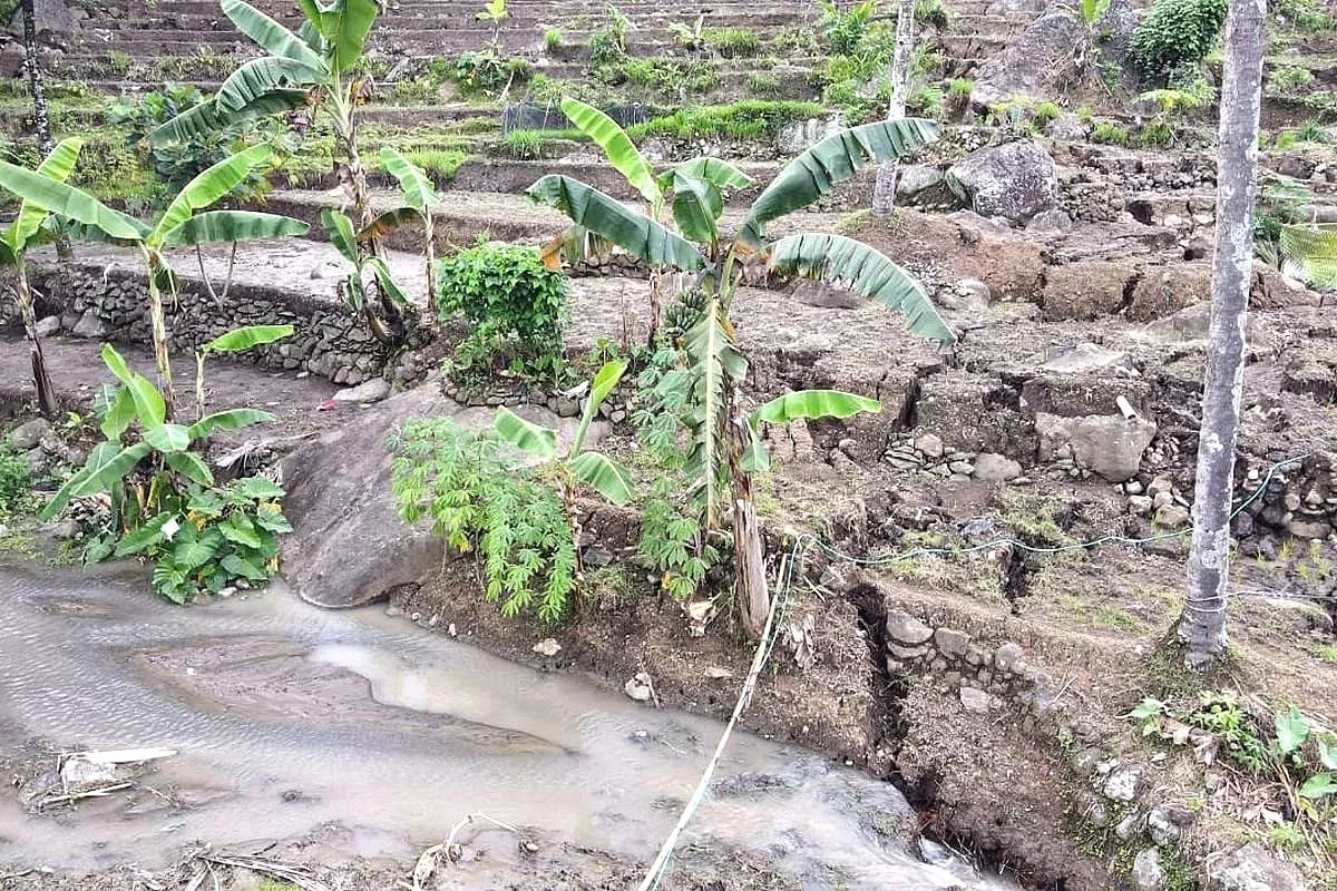 Dampak Tanah Bergerak Kebumen Sawah Retak, Bergeser Tidak Bisa Ditanami
