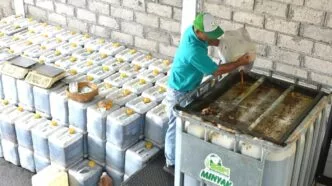 Dari Limbah Dapur Menjadi Bioavtur Minyak Jelantah Indonesia Diminati Singapore Airlines