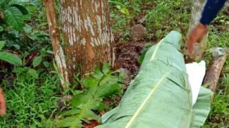 Enam mahasiswa uin walisongo terseret arus saat tubing di sungai genting kendal, satu tewas