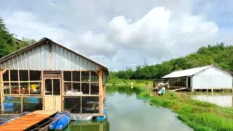 Gagas Model Baru, BUMDes Karangasem Kembangkan Kandang Ayam Petelur di Embung Gunung Pegat