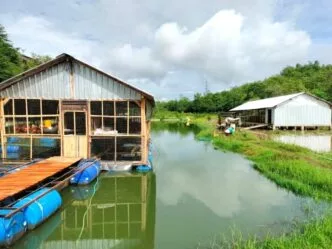 Telur dan Ikan Sekaligus: Konsep Peternakan Terpadu BUMDes Karangasem di Embung Gunung Pegat Gagas Model Baru, BUMDes Karangasem Kembangkan Kandang Ayam Petelur di Embung Gunung Pegat