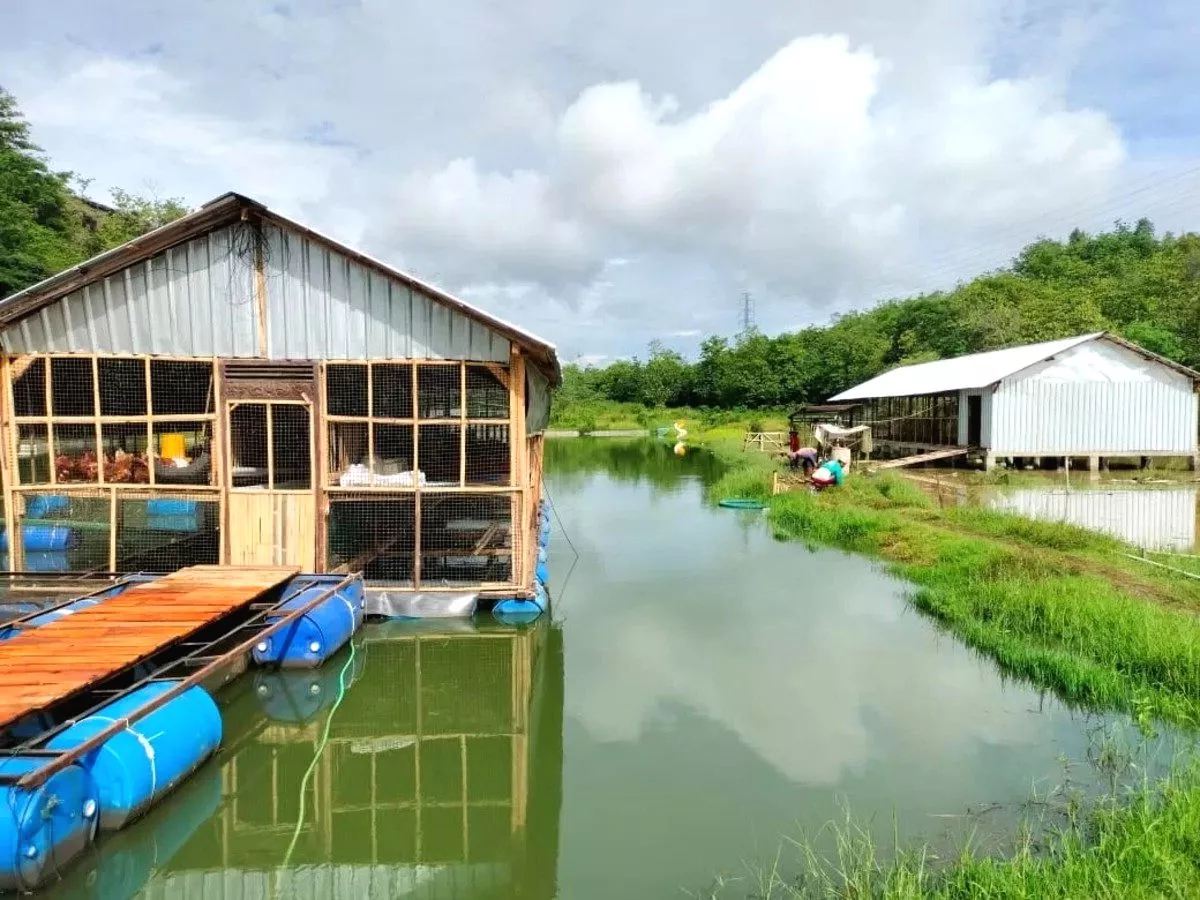 Telur dan Ikan Sekaligus: Konsep Peternakan Terpadu BUMDes Karangasem di Embung Gunung Pegat Gagas Model Baru, BUMDes Karangasem Kembangkan Kandang Ayam Petelur di Embung Gunung Pegat