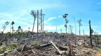 Habit Gajah Sumatera di Bengkulu