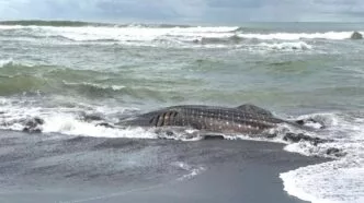 Hiu Tutul Raksasa Terdampar Mati di Cilacap, Warga Padati Pantai Bunton