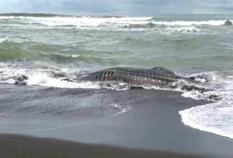 Hiu Tutul Raksasa Terdampar Mati di Cilacap, Warga Padati Pantai Bunton