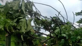 Hujan angin terjang yogyakarta, sejumlah wilayah alami kerusakan