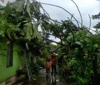 Hujan angin terjang yogyakarta, sejumlah wilayah alami kerusakan