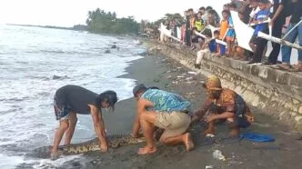 Puluhan Buaya Dilepasliarkan di Mamuju Tengah, Pengelola Keluhkan Minimnya Dukungan Pemerintah