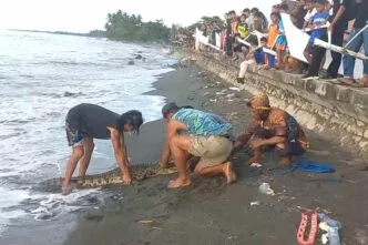Puluhan Buaya Dilepasliarkan di Mamuju Tengah, Pengelola Keluhkan Minimnya Dukungan Pemerintah