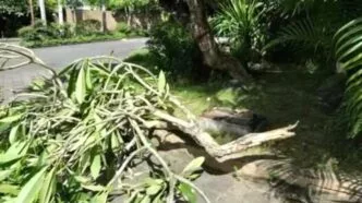 Ranting Pohon Rusak, Pengelola Perumahan Kenakan Denda Rp1 Juta pada Sopir