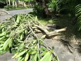 Ranting Pohon Rusak, Pengelola Perumahan Kenakan Denda Rp1 Juta pada Sopir