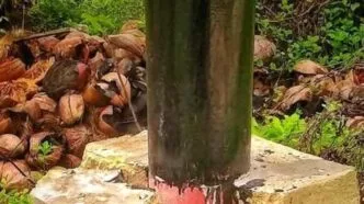 Tiang Listrik di Sambas Roboh Lebih Cepat, Warga Temukan Kelapa dalam Semen