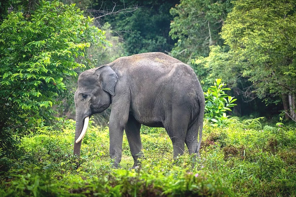 Gajah sumatera di alam liar