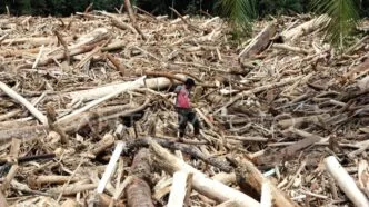 Sampah dan ribuan batang kayu gelondongan banjir bandang di tapanuli selatan sumatera