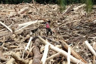 Sampah dan ribuan batang kayu gelondongan banjir bandang di tapanuli selatan sumatera