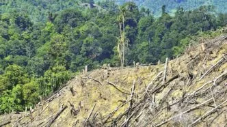 DPR tanggapi ide patungan beli hutan Pandawara Group