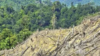 DPR tanggapi ide patungan beli hutan Pandawara Group