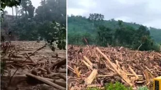 Fungsi Hutan Tak Bisa Digantikan Ancaman Monokultur Sawit bagi Lingkungan