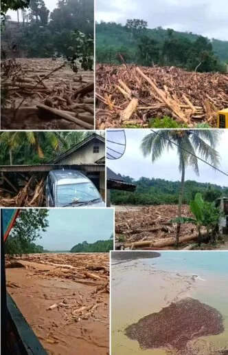 Fungsi Hutan Tak Bisa Digantikan Ancaman Monokultur Sawit bagi Lingkungan