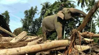 Gajah Abu, Mido, Ajis, dan Noni Bantu BKSDA Aceh Buka Akses Desa Terdampak Banjir Bandang
