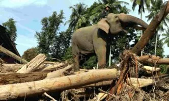 Gajah Abu, Mido, Ajis, dan Noni Bantu BKSDA Aceh Buka Akses Desa Terdampak Banjir Bandang