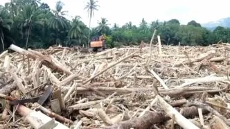 Gelondongan kayu yang terbawa arus banjir memperlihatkan indikasi kerusakan hutan di wilayah terdampak