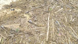 Kemenhut Ungkap 12 Perusahaan Diduga Berperan dalam Kerusakan Hutan