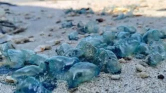 Musim Ubur Ubur Mengintai Pantai Yogyakarta, Pemprov DIY Pastikan Keselamatan Wisatawan Saat Nataru