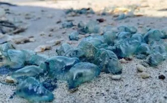 Musim Ubur Ubur Mengintai Pantai Yogyakarta, Pemprov DIY Pastikan Keselamatan Wisatawan Saat Nataru