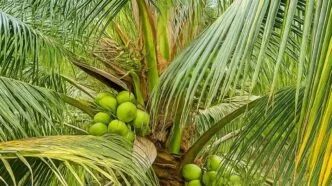 Pabrik Kelapa Rp1,6 Triliun Siap Dibangun di Morowali, Kapasitas 500 Juta Butir per Tahun